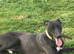 Lurcher