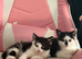 We have 2 beautiful kittens