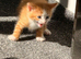 Charlie and Ginger need a loving home