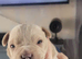 Frenchie cross Jack Russell pups for sale