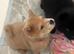 Chows ready and reduced !!