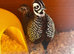 Mearns / Montazuma quail eggs