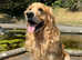 Stud dog