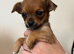 Fluffy Chihuahua Puppies – Now 5 Weeks Old