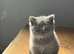 British Shorthair Kittens for Sale
