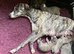 Stunning Pedigree Whippet Puppies