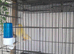 Guioldian finches