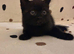 DNA health tested BSH kittens