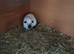 Himalayan guinea pig sows