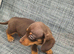 Miniature dachshund 8wks