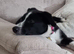 Female named Willow Border Collie cross with Kelpi