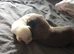Belgian Mali pups