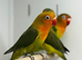 Love birds
