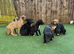 Beddlington whippet x whippet