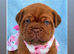 Stunning Dogue de Bordeaux Pups