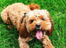 5 beautiful F1B Cavapoo babies