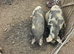 Kunekune pigs