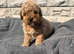 Beautiful red toy poodles