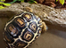 Rare High White Leopard Tortoise babies