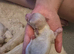 Poochon puppies