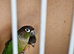 Proven breeding pair conure