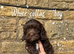 Cavapoo puppies