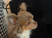 Tiny female chihuahua puppies