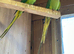 Pair of Indian ring necks