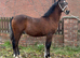 BRYNSEION COUNT OTTO