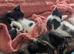 Two female kittens