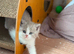 Adorable TICA Registered BSH Kittens