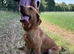 Adult - KC Reg Fox Red Labrador Retriever Male