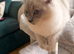 GCCF ACTIVE ragdoll male