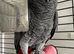 Friendly African grey