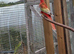 Proven pair of rosellas