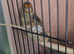 Goldfinch mule