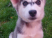 Siberian husky puppies