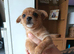 2x Yorkshire terrier x Pomeranian