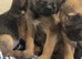Border terrier puppies KC Registered