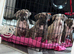 Beautiful mixed breed pups