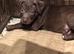 Beautiful Bundle of Staffy Boys