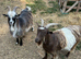 3 Pygmy Goats