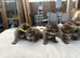 Snow Bengal x Mainecoon kittens