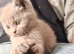 Beautiful kittens