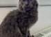 Lovely blue Maine coon boy