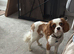 Cavalier King Charles - looking for new home.