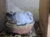 Syrian birds are good