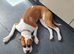 Lola the boxer