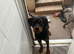6 MONTH OLD ROTTWEILER BOY