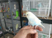 Hand tame baby rainbow